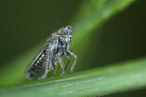 Réf. 226 420 : Euscelis sp.